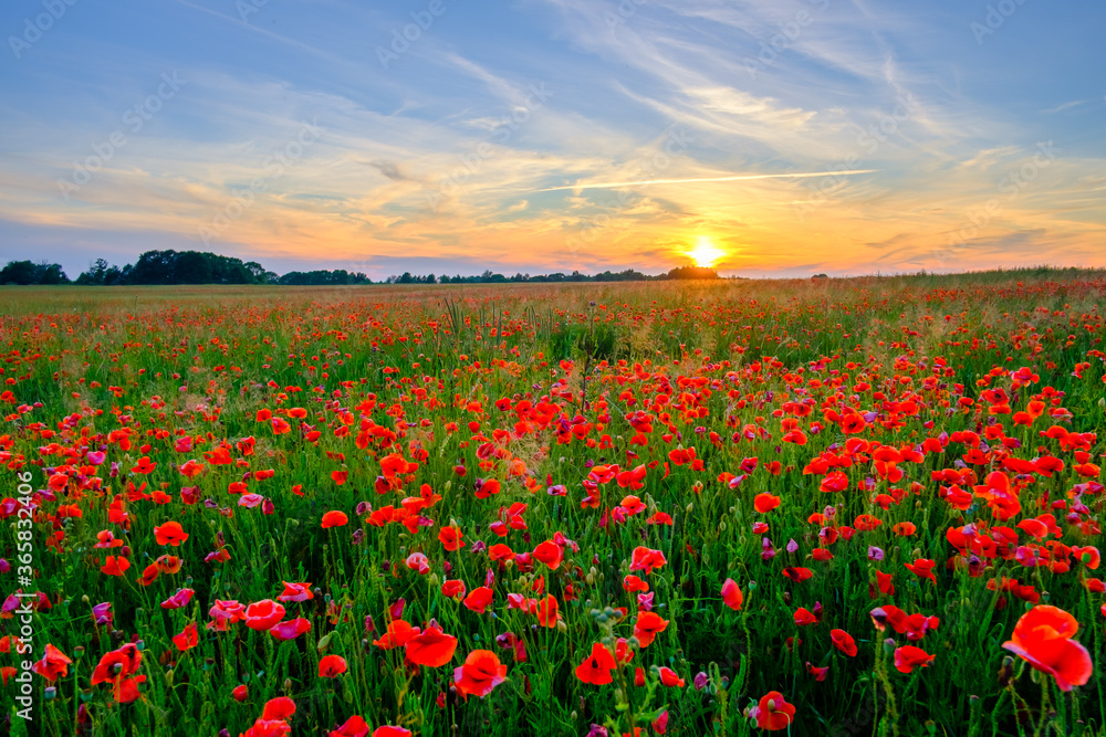 Blooming red poppies in a summer meadow Blooming red poppies in a summer meadow