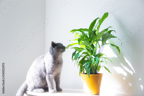 a cat sniffs a home flower . cat and flower. article about dangerous flowers for animals. Spathiphyllum.