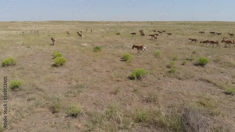 Kalmykia, nature reserve. A herd of saigas in the steppe. Kalmykia, nature reserve. A herd of saigas in the steppe.