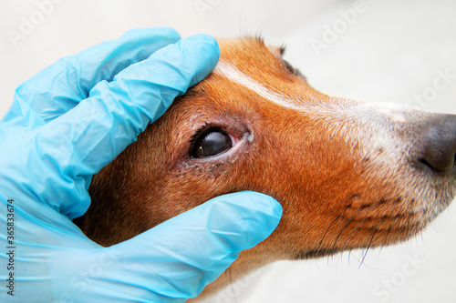 Sick dog with infected crusty eyes examination. Inspection, blepharitis. Close up of redness and bump in the eye of a dog. conjunctivitis eyes of dog.
