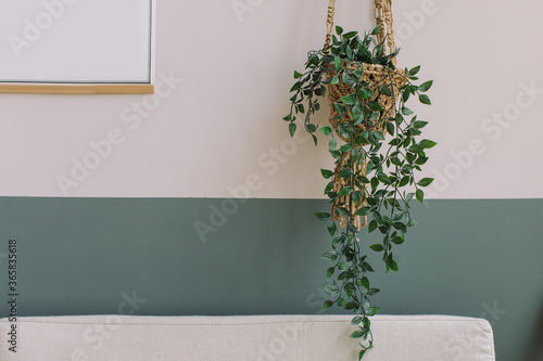 Closeup of green plant in knitted basket hanging on the wall in modern interior. Copy space. Home decoration concept.