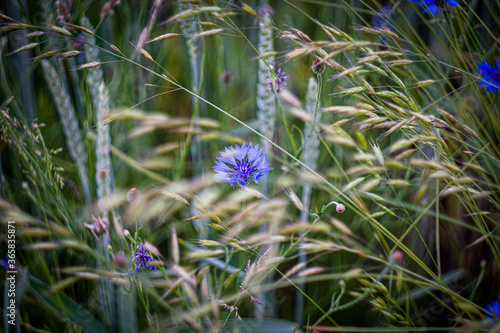 Blaue Zyane wird vom Wind durchs Getreidefeld geweht. Alles in Bewegung. Close-Up. Tageslicht. Stockheim, Bayern, Deutschland. photo