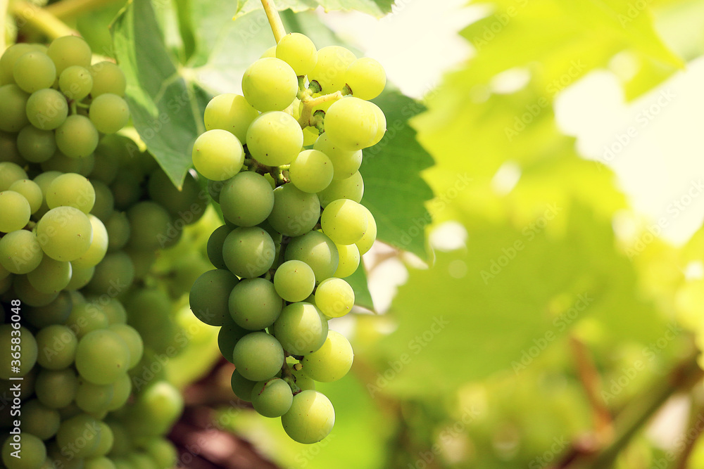 Weinrebe, Vitis vinifera Weinrebe, Vitis vinifera