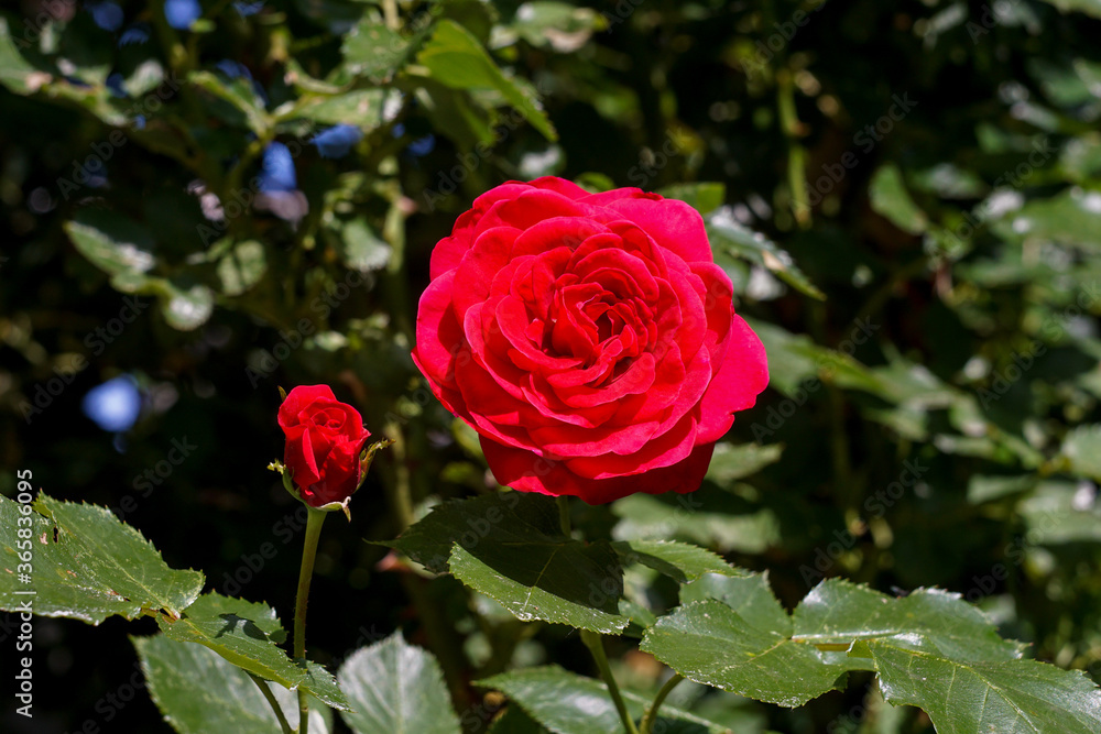 Fototapeta premium Rote Rose umgeben von grünen Blättern. Bayern, Deutschland. Europa. Tageslicht, Nahaufnahme, Close Up, Makro. 