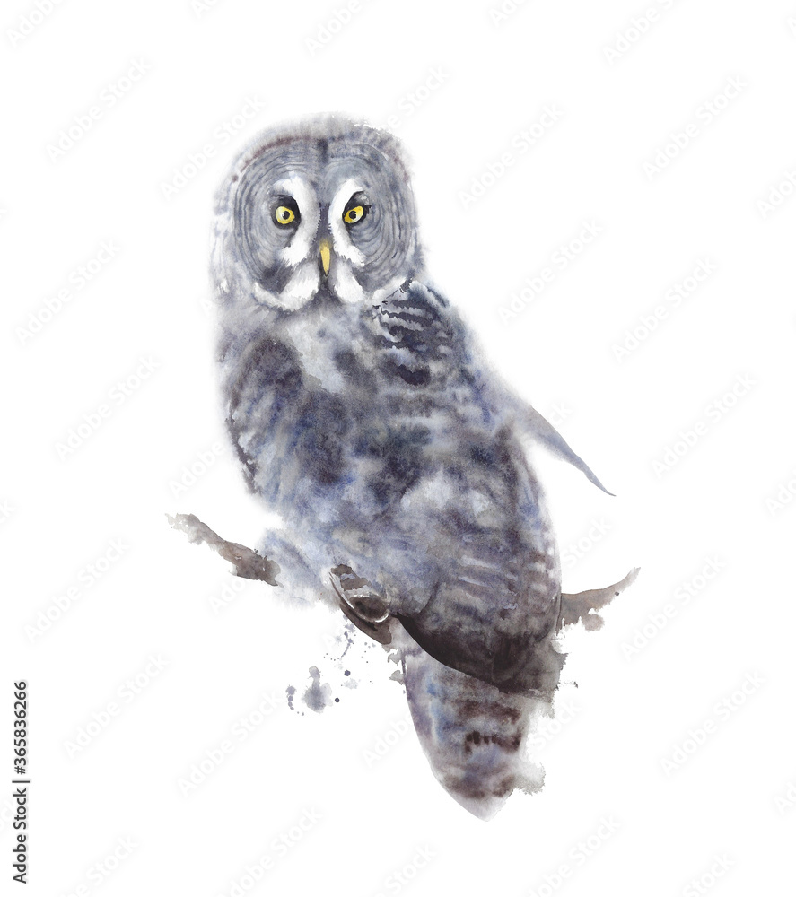 Fototapeta premium Owl grey bird forest wildlife watercolor painting illustration isolated on white background