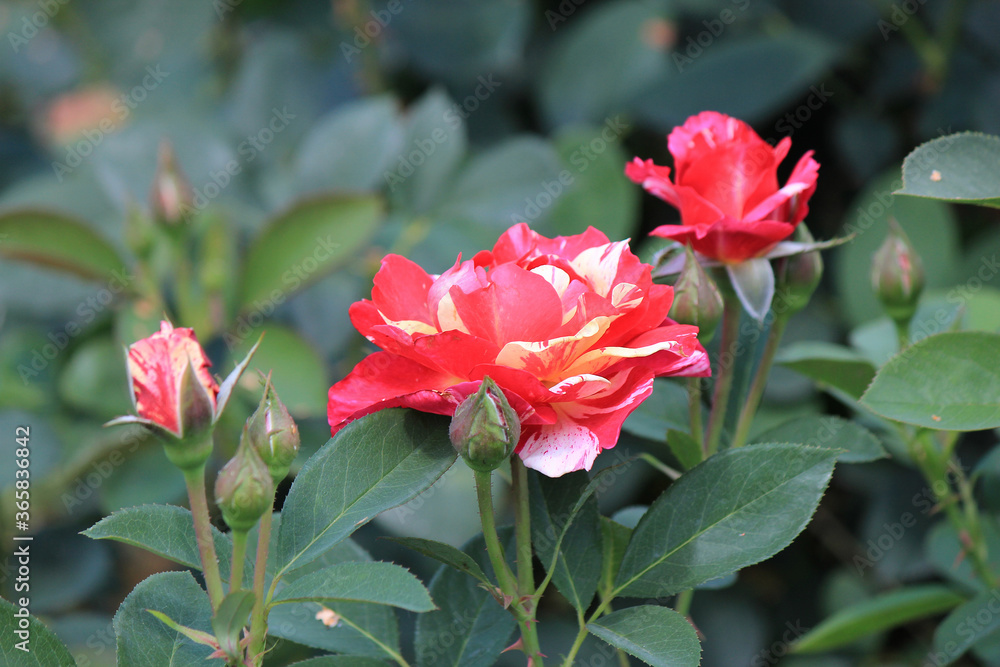 bright beautiful roses in  botanical garden