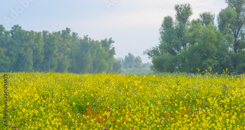 Lush green foliage of trees and yellow and white wild flowers in a misty field at sunrise in an early summer morning, Almere, Flevoland, The Netherlands, July 19, 2020