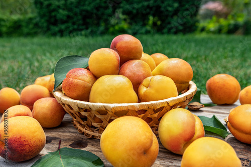 Apricots in a basket on wooden boards outdoors on a background of green grass, picnic time and family vacation. Fresh fruit concept.