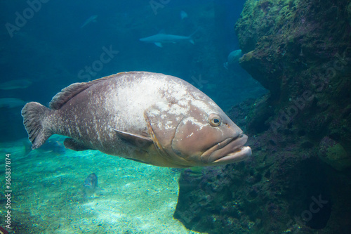 Dusky Grouper Epinephelus Marginatus  under water close up.CretAquarium. Aquarium in the city of Heraklion on Crete in Greece. Concept horror.
