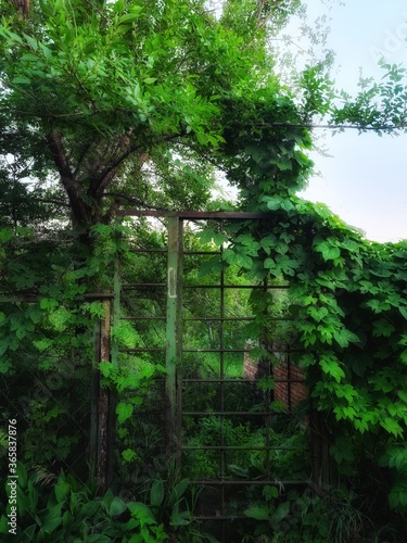 forest in the morning