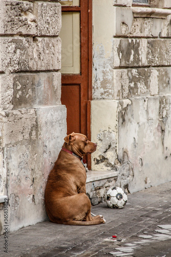 chien non joueur