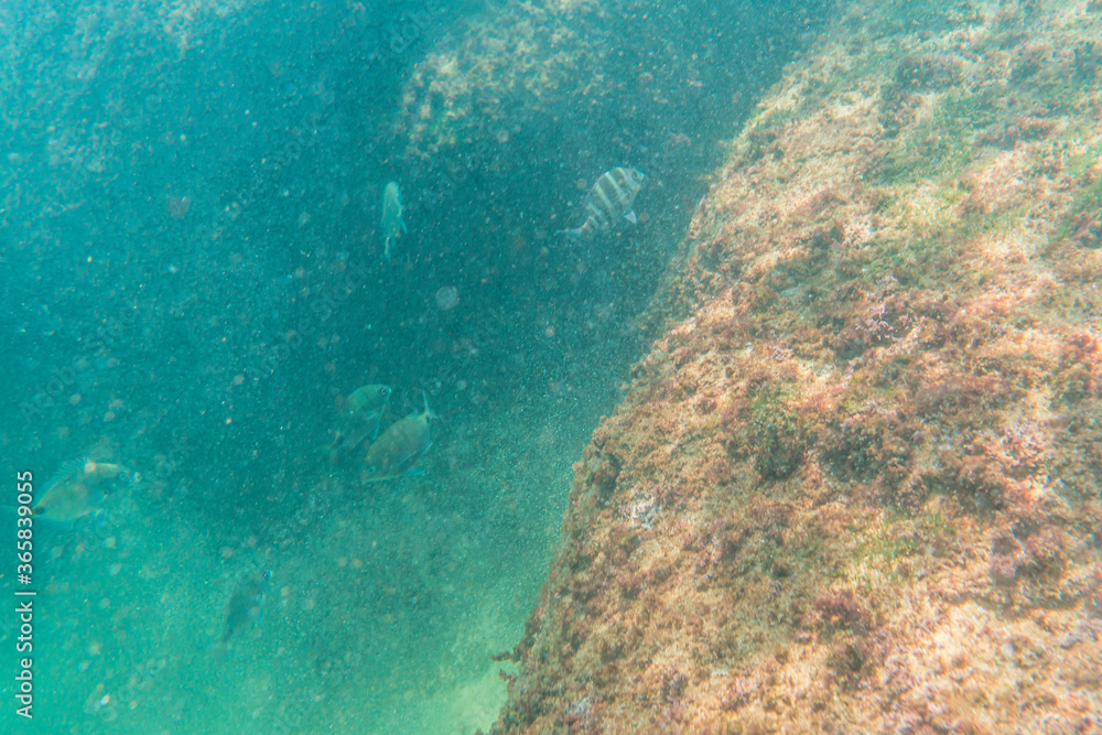Fototapeta premium Diving in a beautiful seabed in the town of Zarautz very close to San Sebastián, Gipuzkoa. Basque Country. Seabed with striped fish