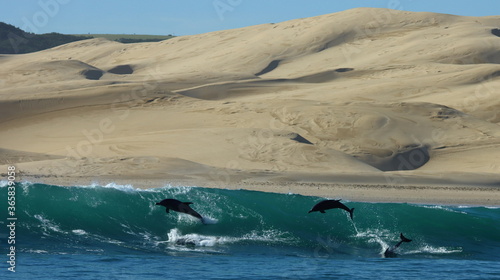 Dolphins jumping out of the breaking waves © Eduard Drost