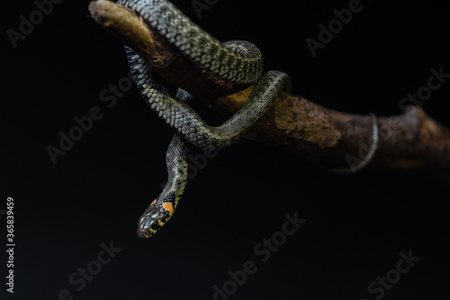 Photo of a snake in the studio on a black background