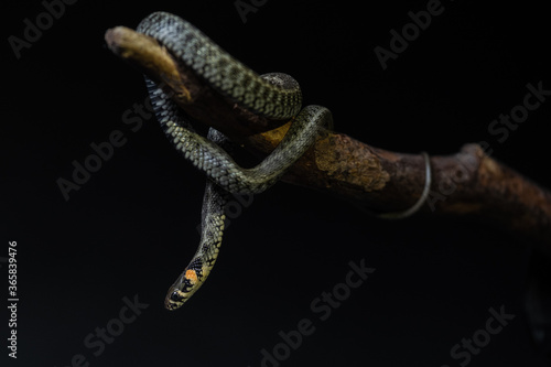 Photo of a snake in the studio on a black background