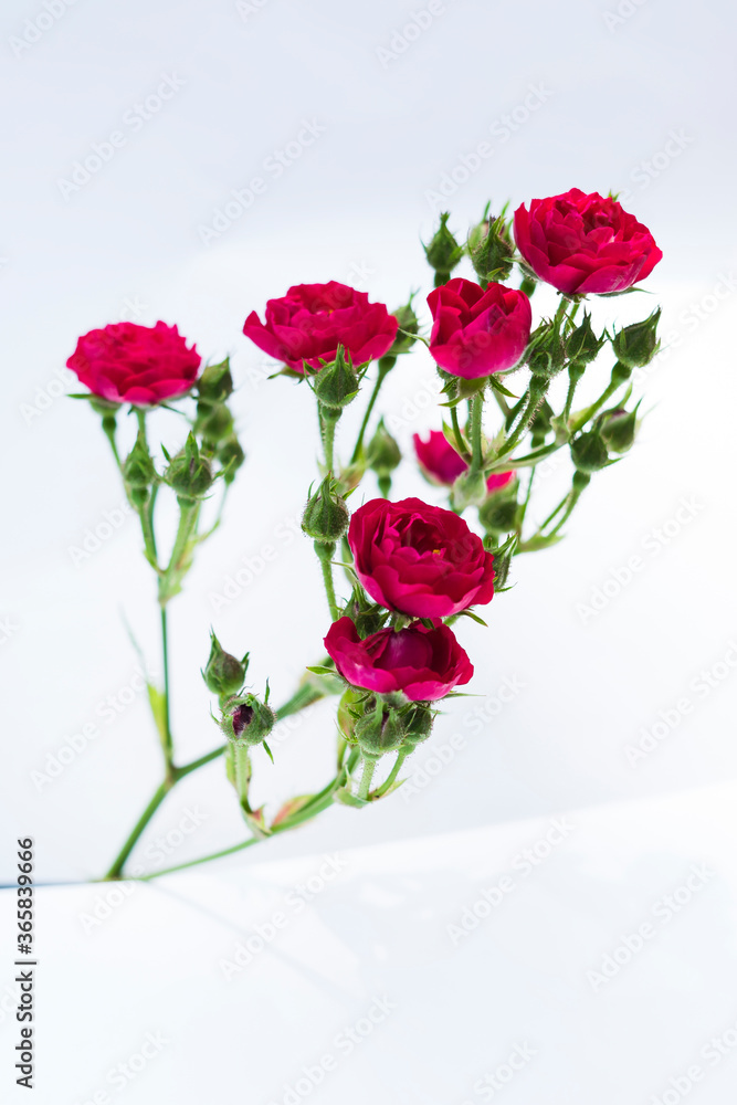 Fototapeta premium bouquet of red roses on white background