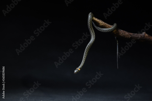 Photo of a snake in the studio on a black background