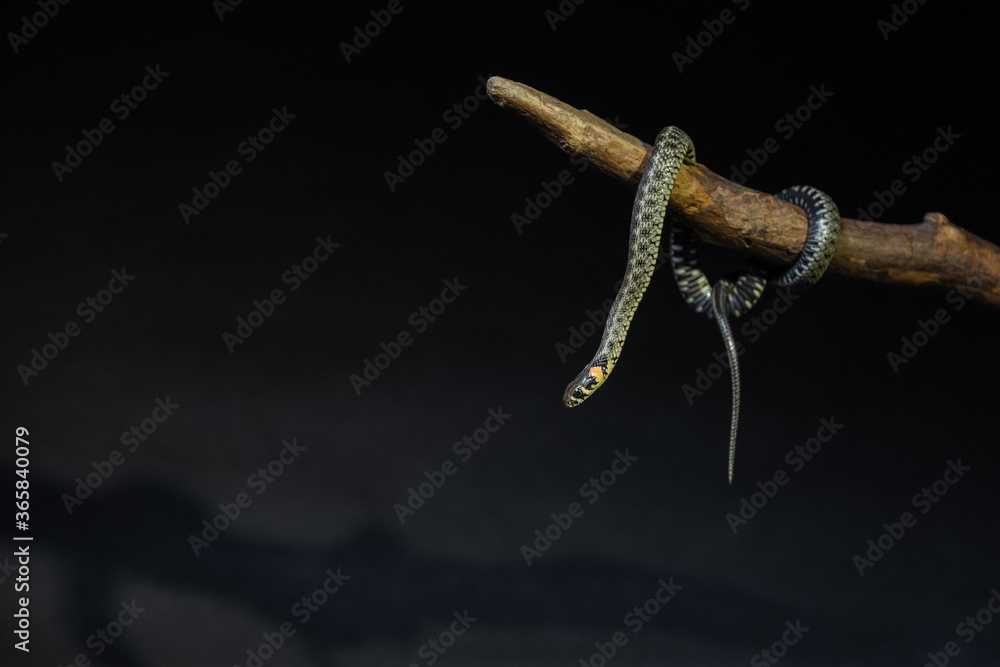 Fototapeta premium Photo of a snake in the studio on a black background