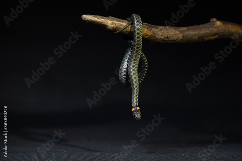 Photo of a snake in the studio on a black background