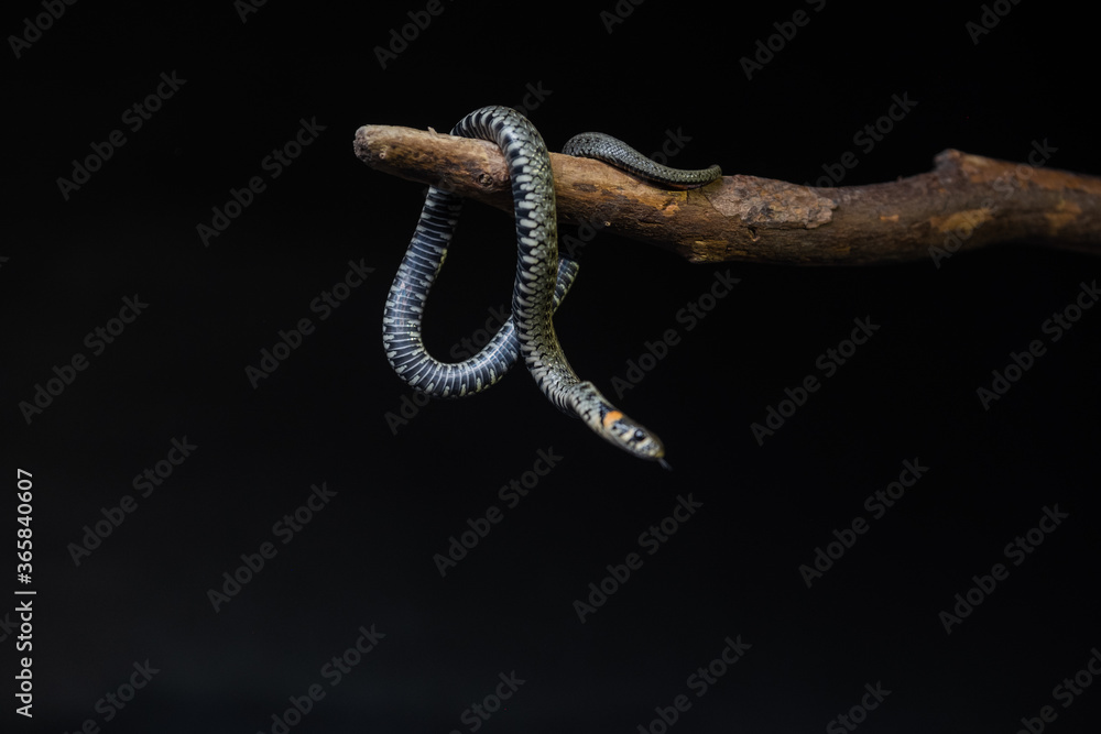 Photo of a snake in the studio on a black background Photo of a snake in the studio on a black background