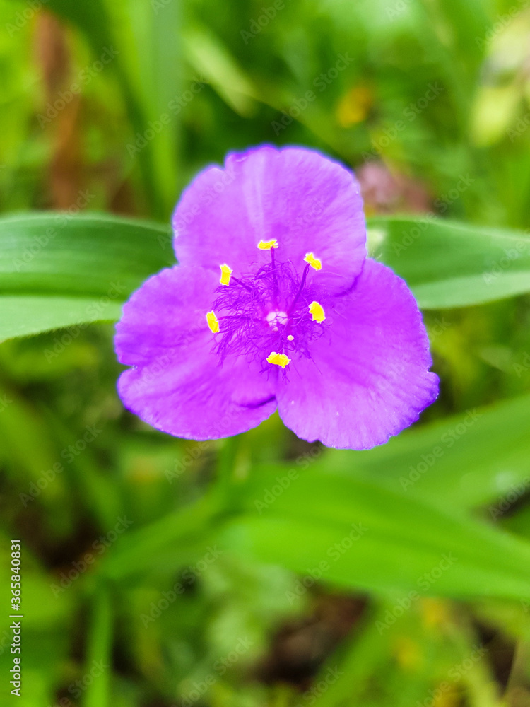 spiderworts (in german Garten Dreimasterblumen also Gottesaugen) Tradescantia virginiana spiderworts (in german Garten Dreimasterblumen also Gottesaugen) Tradescantia virginiana