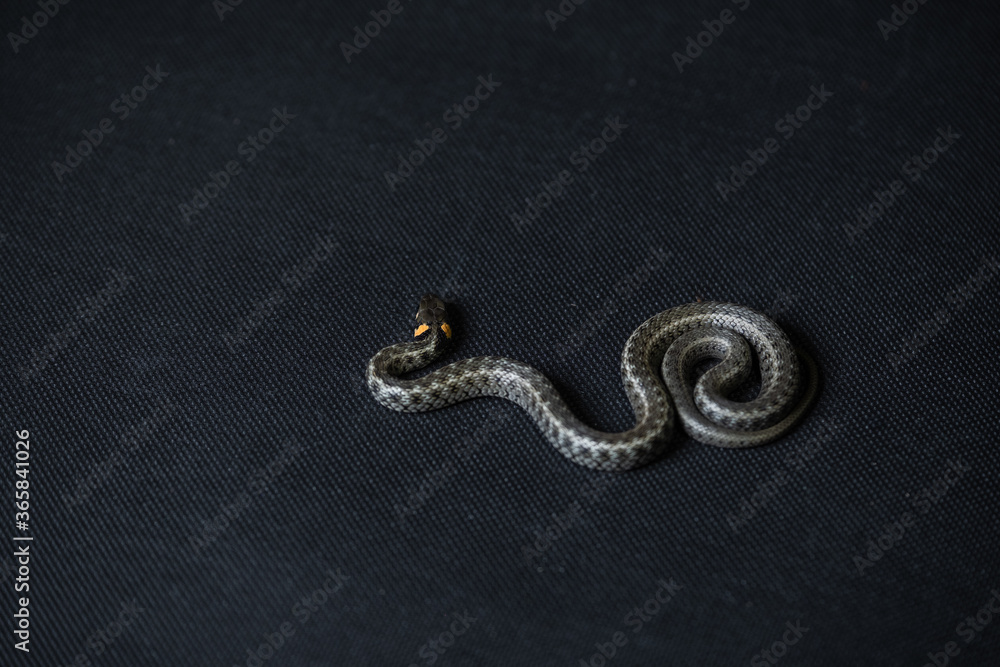 Fototapeta premium Photo of a snake in the studio on a black background
