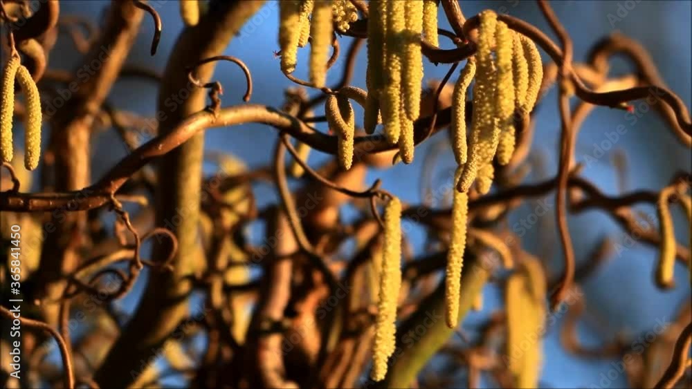 Hazel tree, Corkscrew, Corylus Avellana Contorta,
Hazel tree, Corkscrew, Corylus Avellana Contorta,