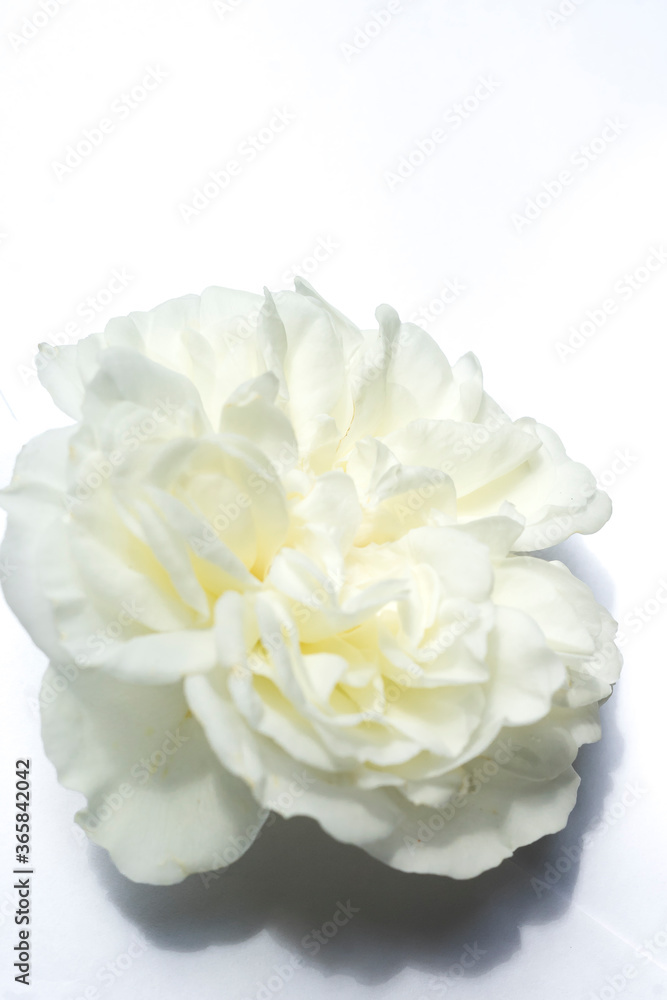 white rose flower on white background white rose flower on white background