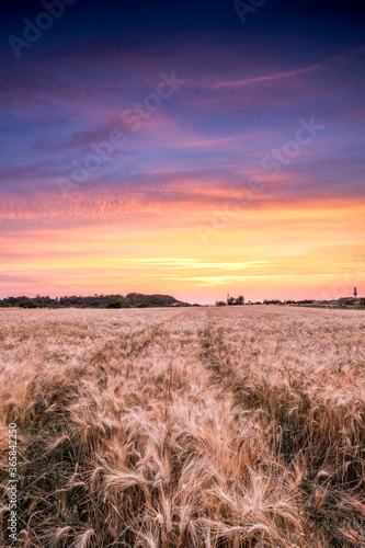 cereal field at sunset in summer