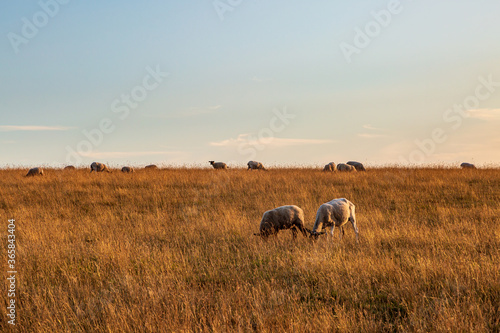 Sheep grazing in a Sussex field on a sunny summers evening