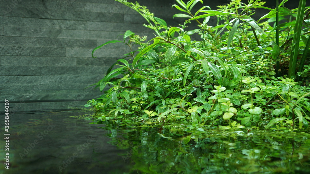 水辺の植物 水辺の植物