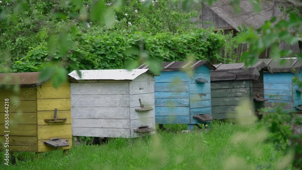 row of outdated wooden beehives stands on lush grass by green hedge against old shed roof seen among trees slow motion row of outdated wooden beehives stands on lush grass by green hedge against old shed roof seen among trees slow motion