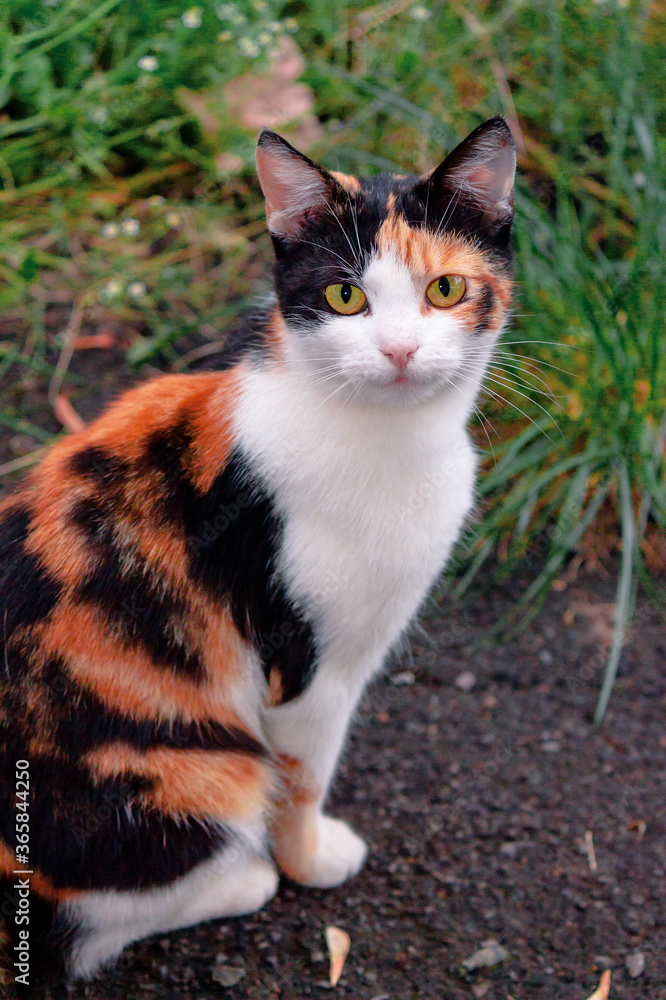 curious calico cat sitting outside. predator in the autumn garden curious calico cat sitting outside. predator in the autumn garden