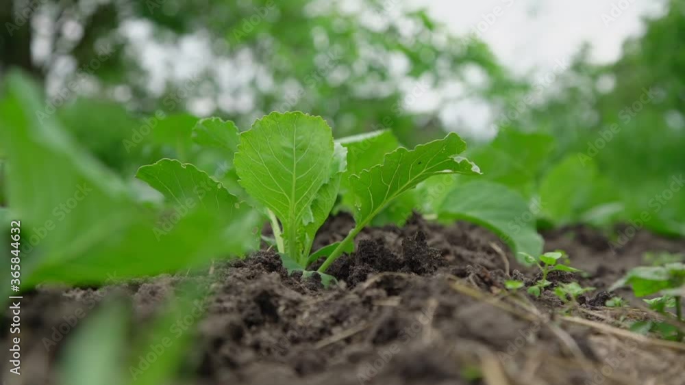 small green cabbage seedlings waved by light wind grow in fertilized soil of vegetable bed slow motion close low angle shot small green cabbage seedlings waved by light wind grow in fertilized soil of vegetable bed slow motion close low angle shot