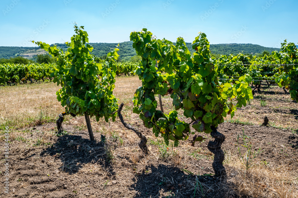 la vigne au mois de juillet en Auvergne,raisin pas mur