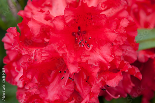 Close-up of a red rhododendron flower, Cornwall, England, UK