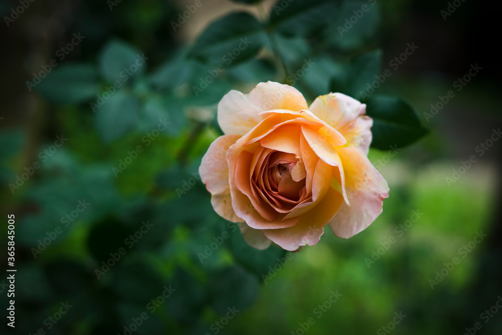 yellow rose in garden yellow rose in garden
