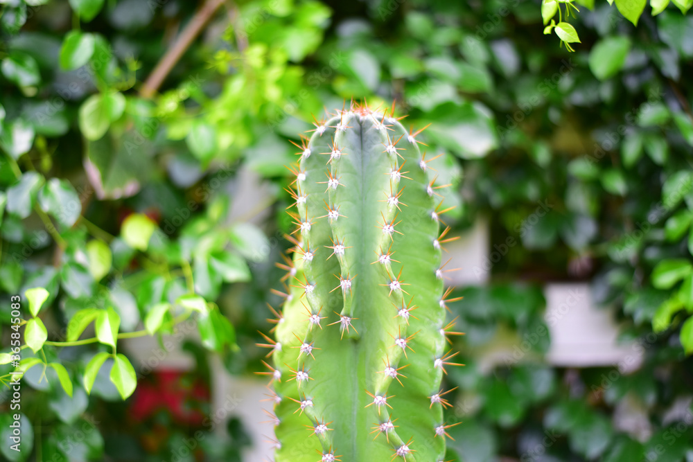 Close up cactus on green background. Close up cactus on green background.