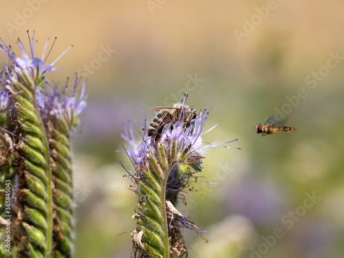 Honey bee collecting honey from lacy phacelia flowers