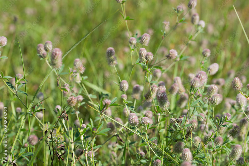 Trifolium arvense , rabbitfoot clover flowers macro selective focus Trifolium arvense , rabbitfoot clover flowers macro selective focus