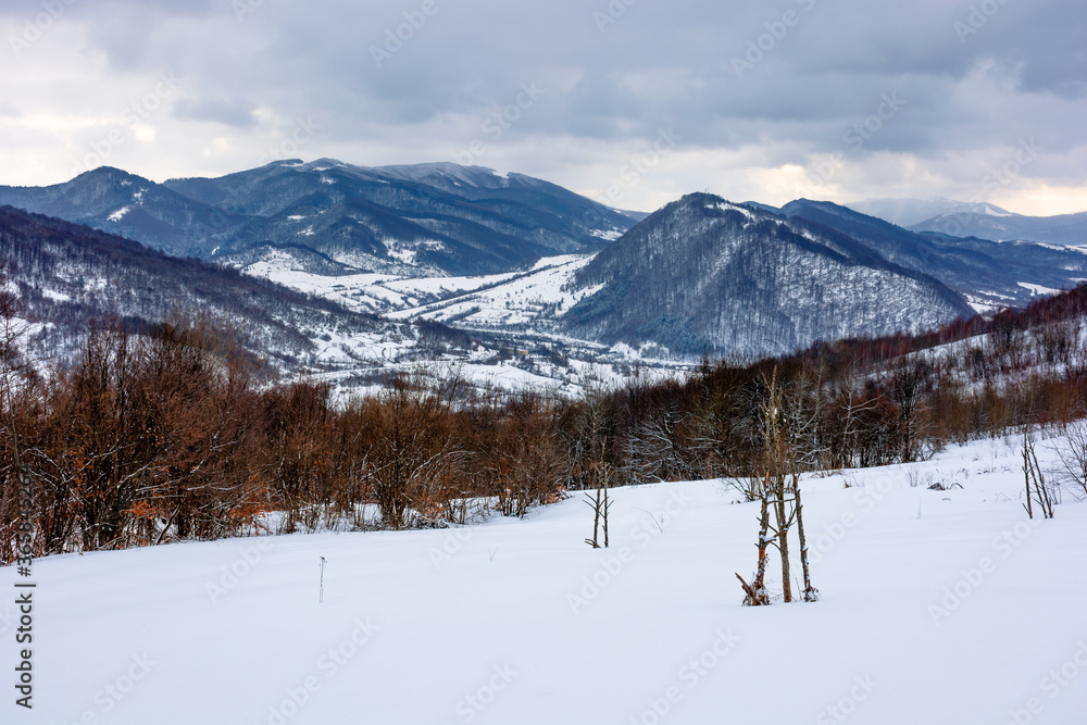 Fototapeta premium cloudy winter morning in mountains. tree on snow covered field. carpathian rural landscape. village in the distant valley