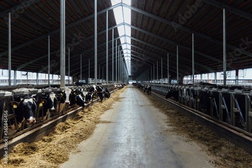 Diary cows in modern free livestock stall © Mulderphoto