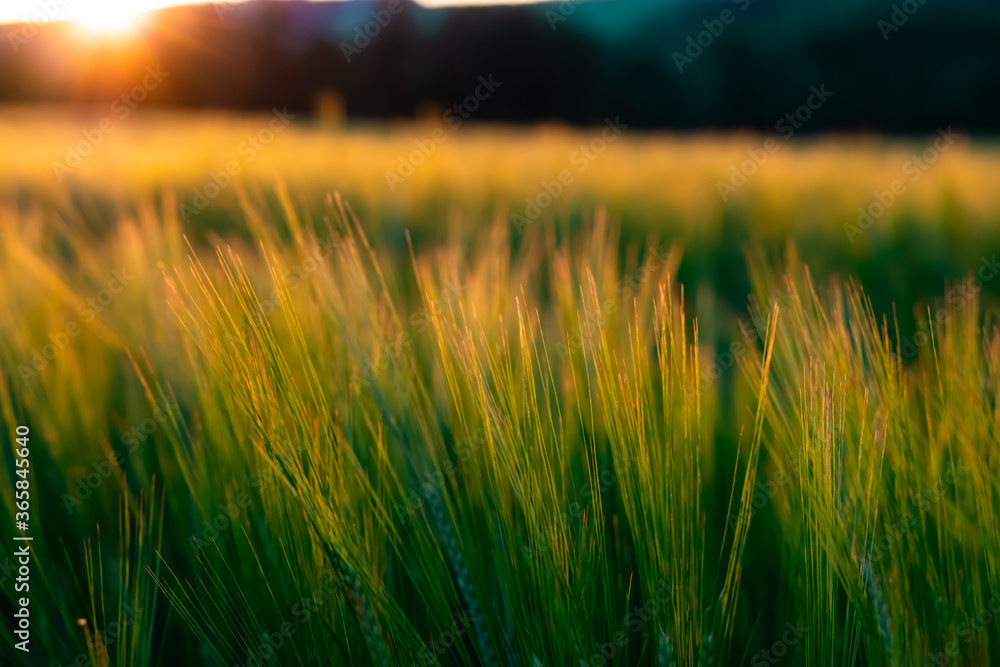wheat field with a sunset