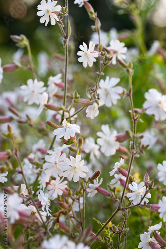 Silene latifolia, Melandrium album, white campion flowers macro selective focus