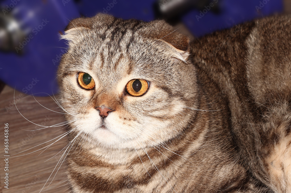 Portrait of a fat tabby cat. A cat with floppy ears.