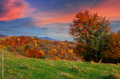 autumnal rural landscape at dusk. beautiful countryside in mountains. trees in fall foliage on green rolling hills. dramatic clouds above the distant ridge