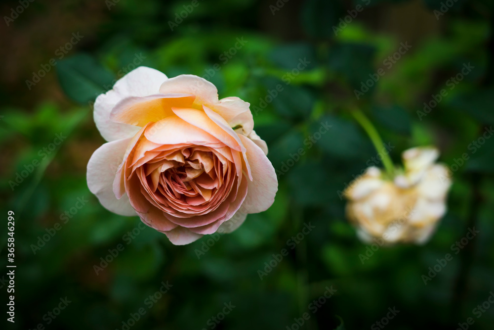 pink rose on green background pink rose on green background