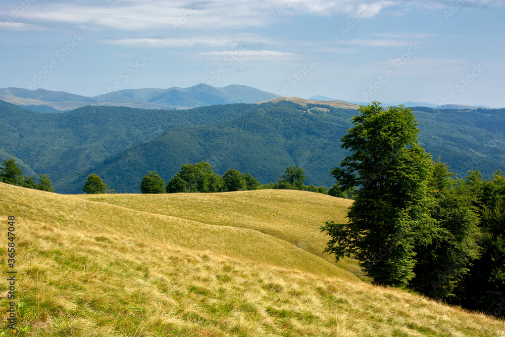 primeval beech forest on the mountain meadow. beautiful landscape in summer. grass and trees on the hills. beauty of transcarpathian nature primeval beech forest on the mountain meadow. beautiful landscape in summer. grass and trees on the hills. beauty of transcarpathian nature