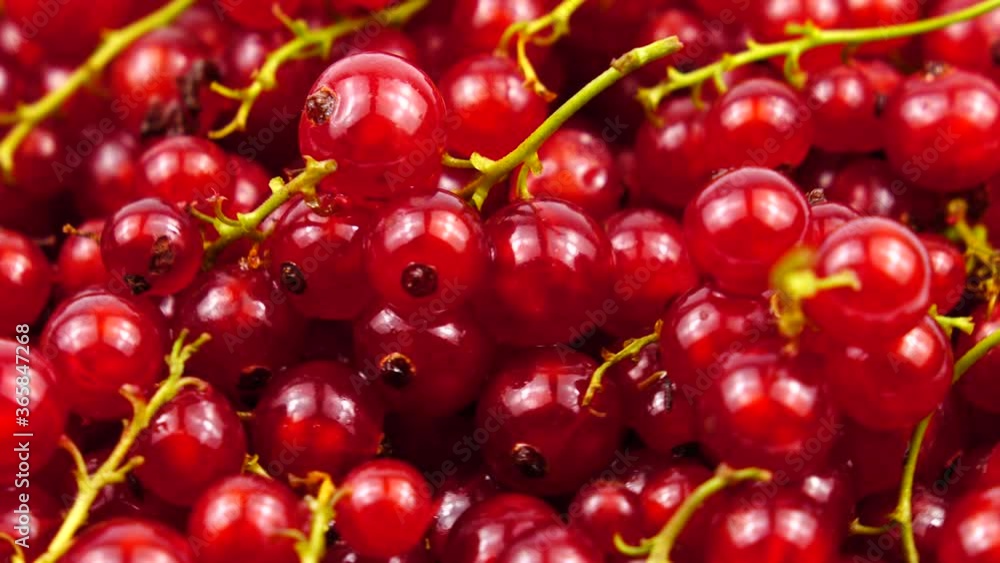 Ripe fresh redcurrant berries, background Ripe fresh redcurrant berries, background