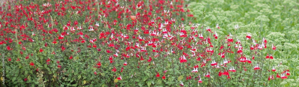 Header panel showing red and white hardy salvia and beautiful foliage